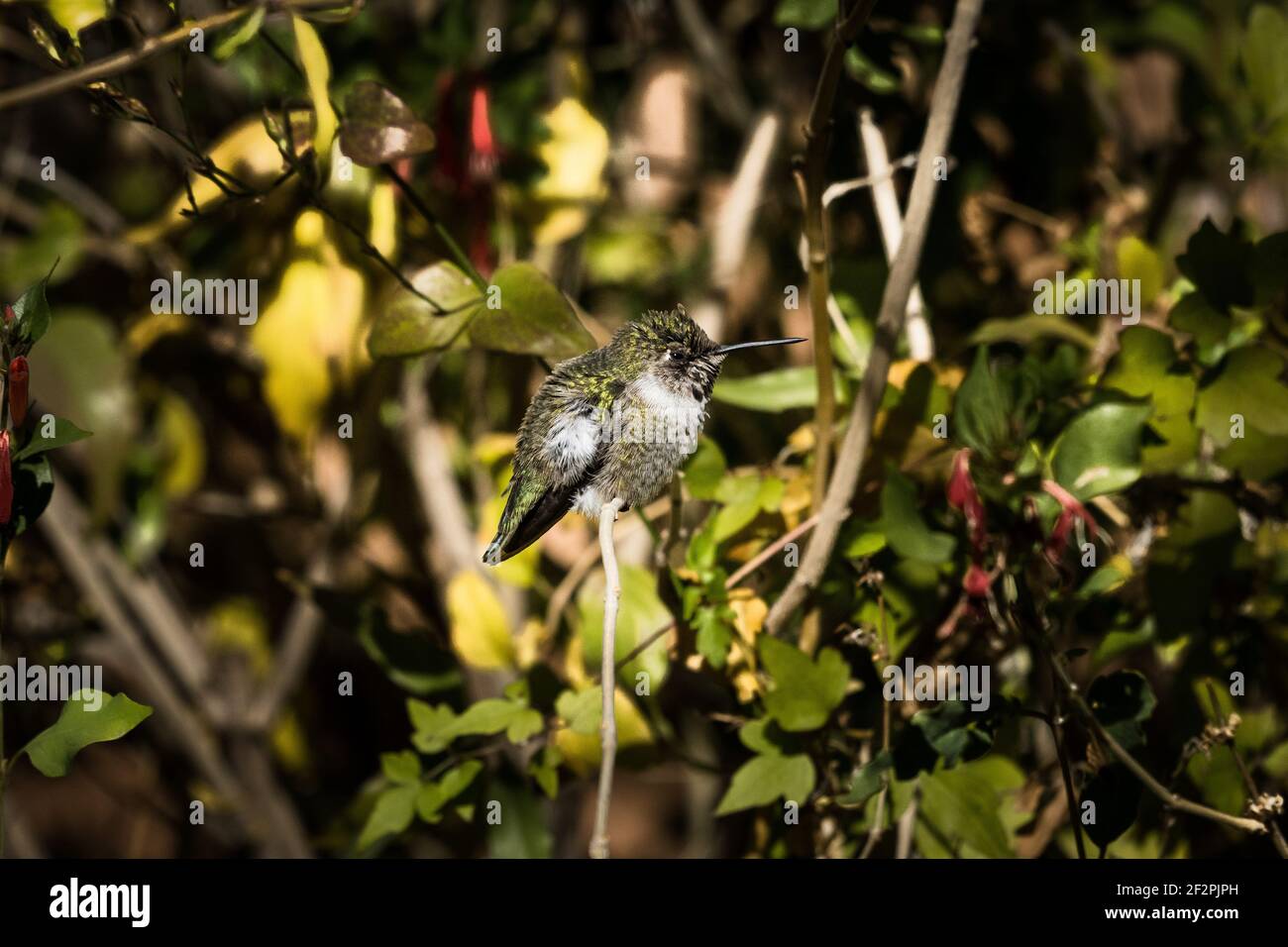 Un colibri hybride mâle dans la volière du musée du désert de Sonoran de l'Arizona. On pensait qu'il s'agissait d'une croix entre les Hummingbirds d'Anna et de Costa. Banque D'Images