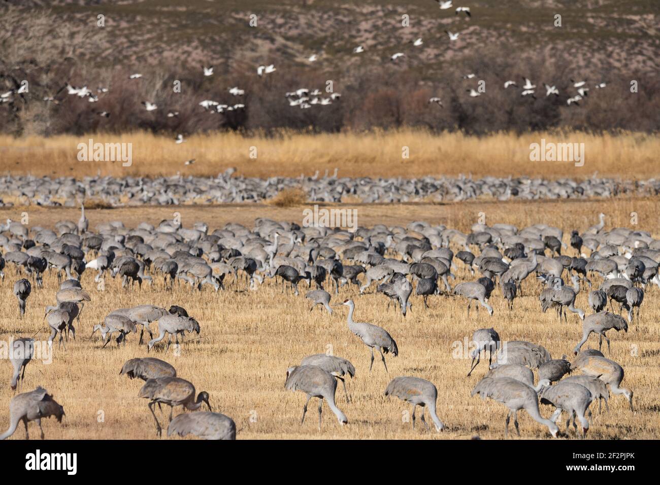 Un troupeau de grues du Canada se nourrissant dans un champ de céréales de la réserve naturelle nationale Bosque del Apache, Nouveau-Mexique. Un troupeau d'Oies des neiges vole à l'intérieur Banque D'Images