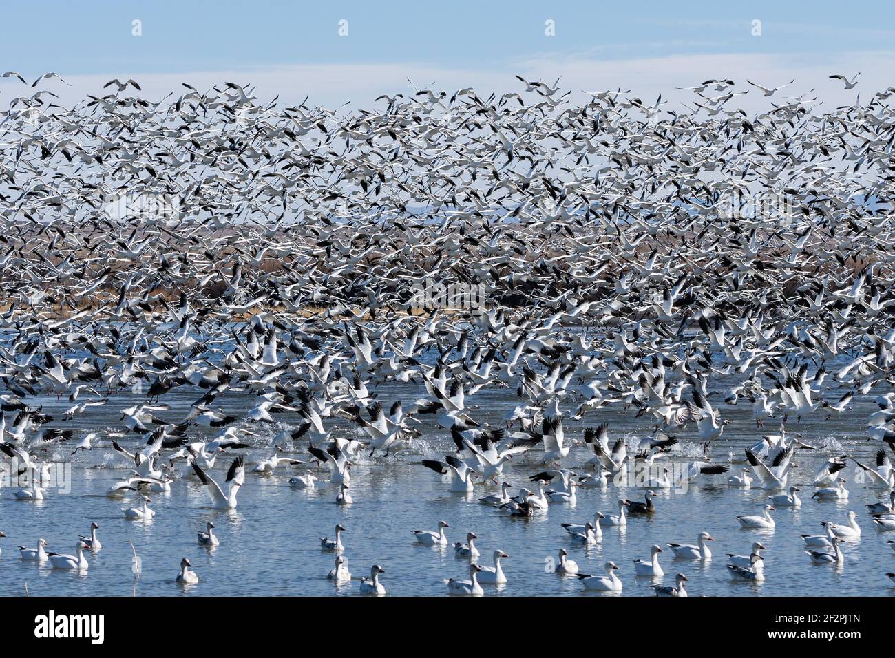 Des milliers d'Oies des neiges se lèvent immédiatement lorsqu'elles sont menacées ou surprenantes. Réserve naturelle nationale Bosque del Apache, Nouveau-Mexique. Banque D'Images