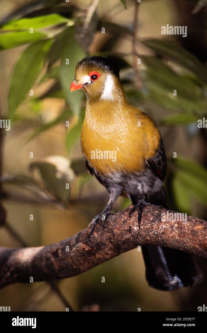 Le Turaco à joues blanches, Menelikornis leucotis, est originaire d'Erythrée, d'Ethiopie et du Sud Soudan en Afrique. Banque D'Images