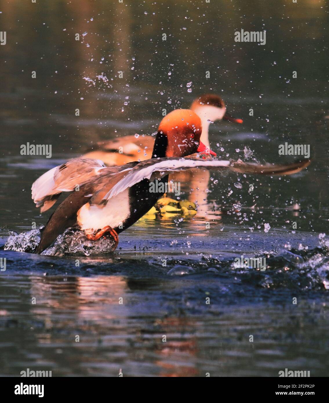 le magnifique verger rouge à crête mâle (netta rufina) nageait dans le sanctuaire d'oiseaux de chupir ou de purbasthali près de kolkata, bengale occidental en inde Banque D'Images