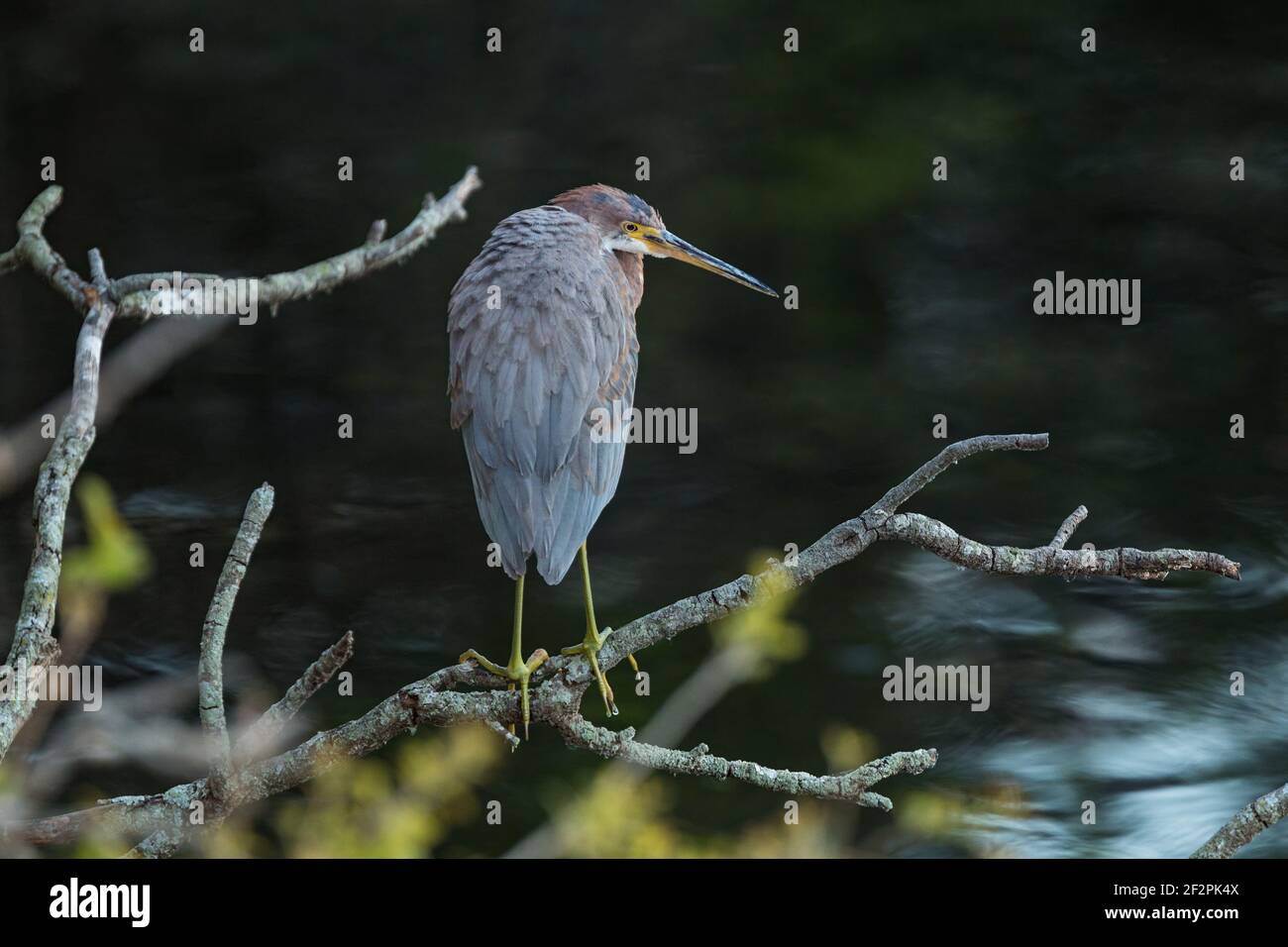 Un Heron tricolore immature, Egretta tricolor, perché dans un arbre à St. Augustine, Floride, États-Unis. Banque D'Images