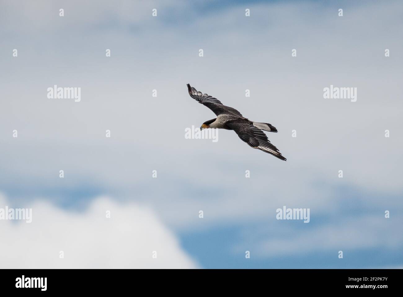 Le Caracara à crête du Nord, Caracara chériway, se trouve du sud du Texas au nord de l'Amérique du Sud. C'est souvent un Trésor et peut être vu huntin Banque D'Images