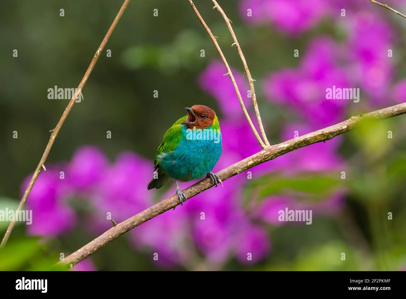 Le Tanager coloré à tête de baie, Tangara gyrola, se trouve du Costa Rica à travers une grande partie de l'Amérique du Sud. Il mange principalement des fruits, mais aussi une partie de l'insec Banque D'Images