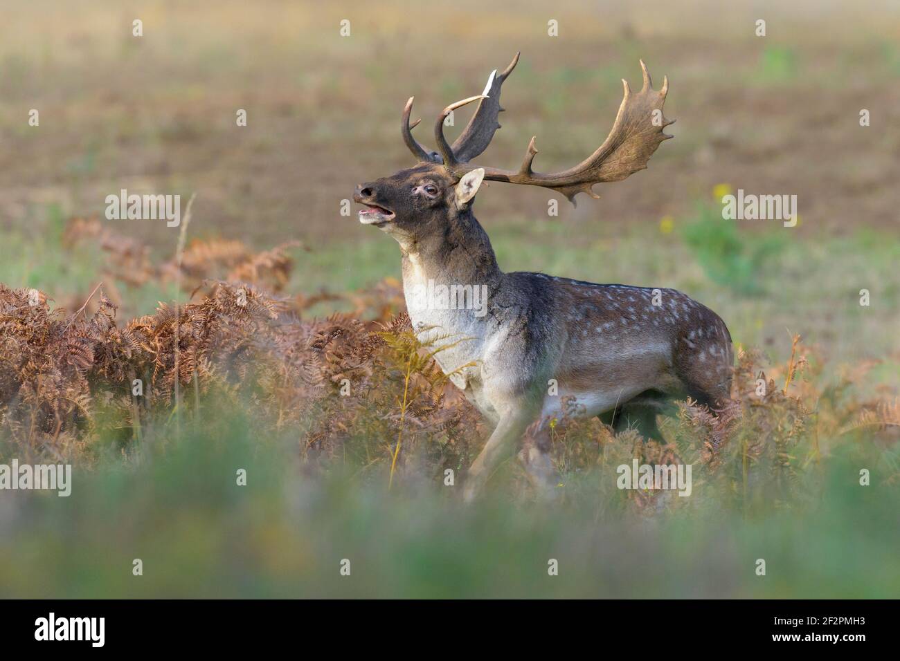 Cerf-de-Virginie pendant la saison de rutting, octobre, Hesse, Allemagne Banque D'Images