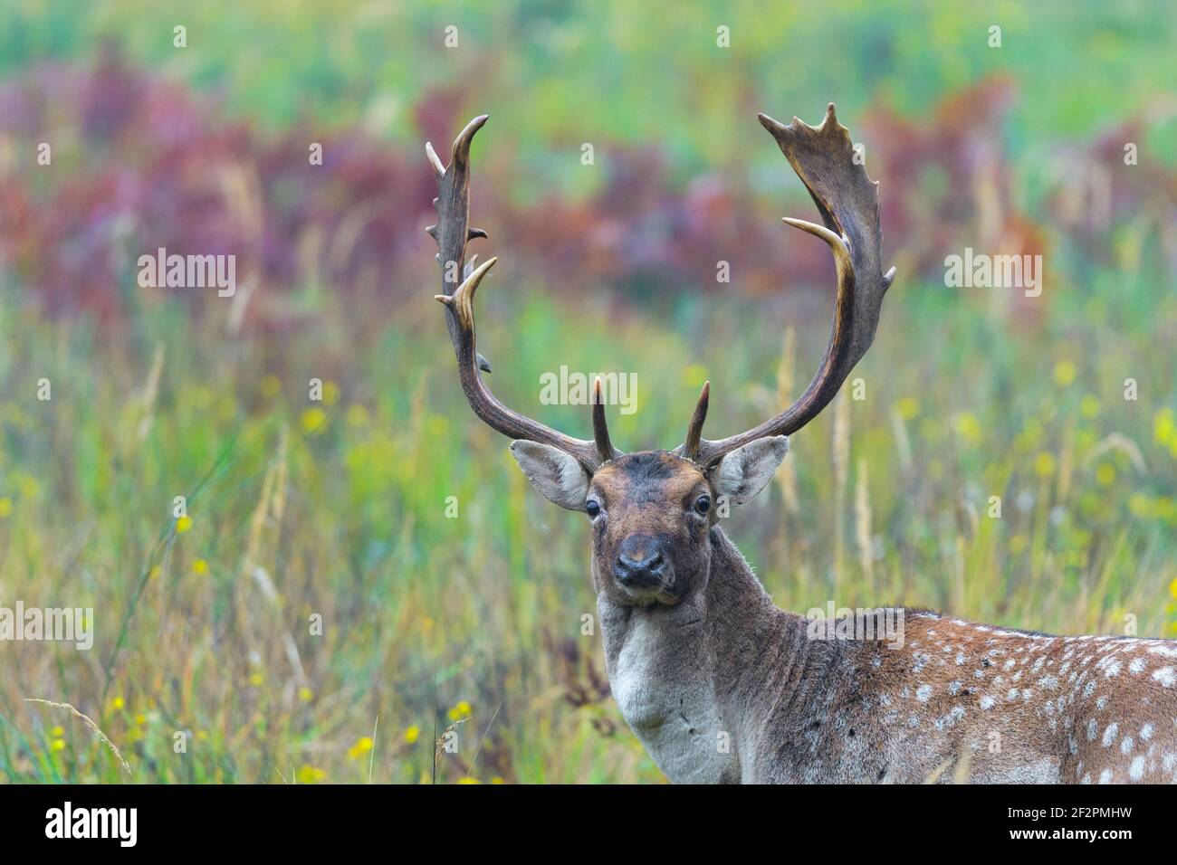 Cerf-de-Virginie pendant la saison de rutting, octobre, Hesse, Allemagne Banque D'Images