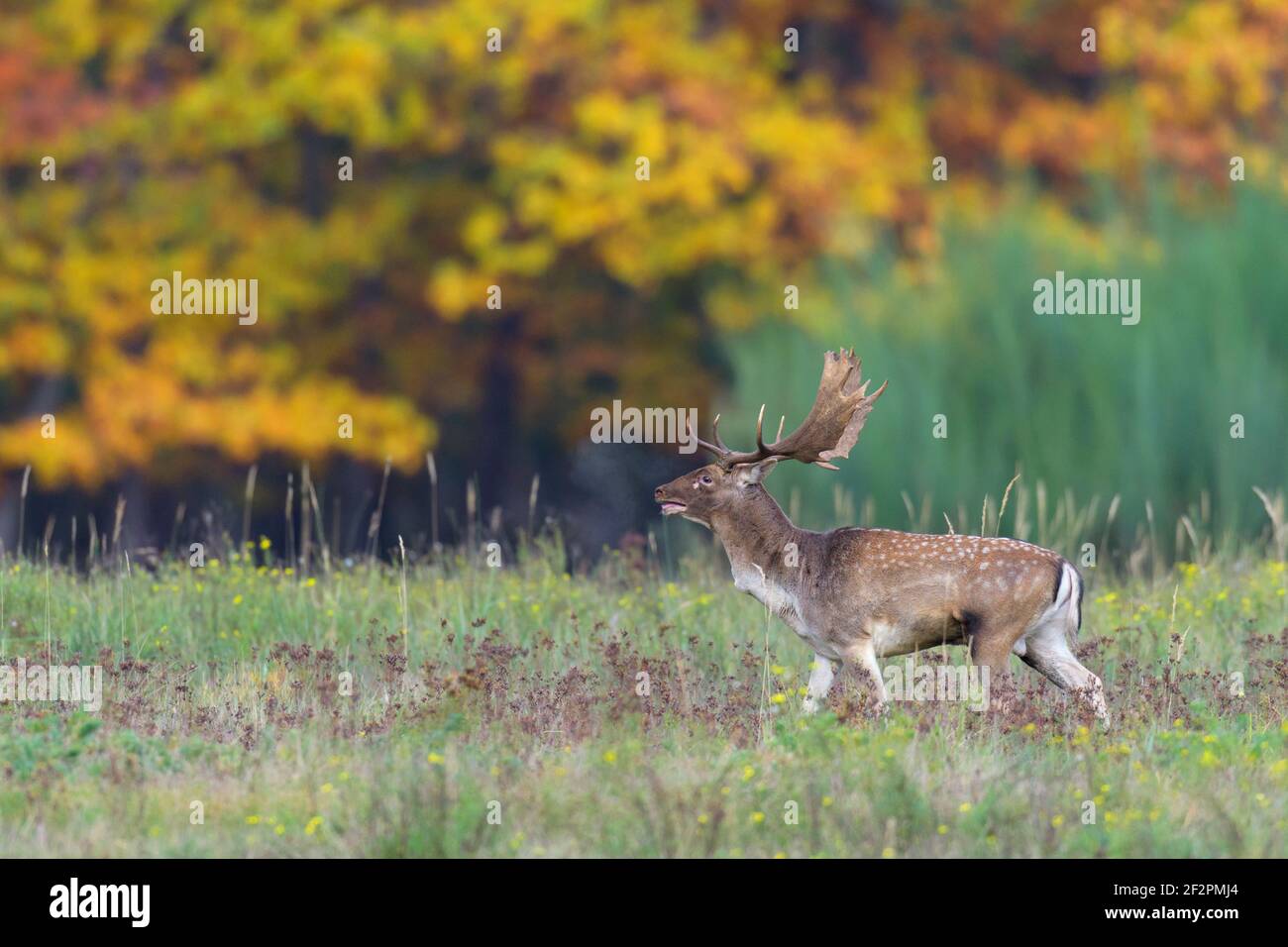 Cerf-de-Virginie pendant la saison de rutting, octobre, Hesse, Allemagne Banque D'Images