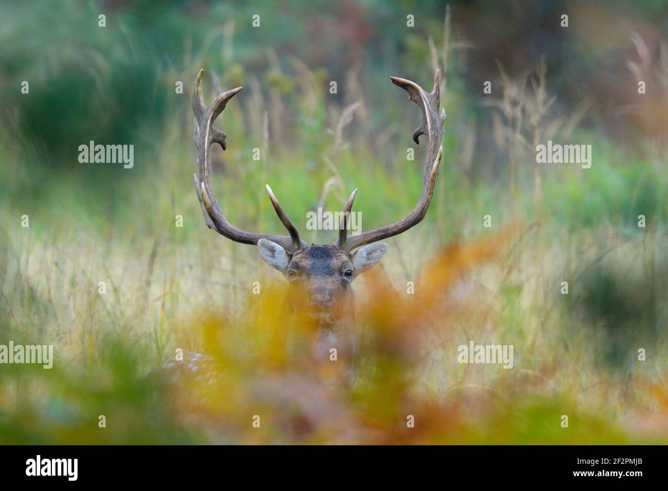 Cerf-de-Virginie pendant la saison de rutting, octobre, Hesse, Allemagne Banque D'Images