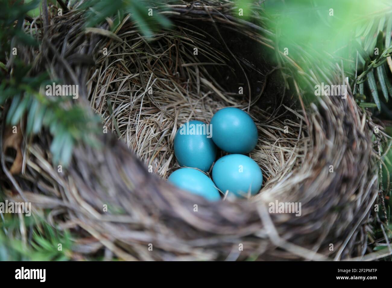 Quatre œufs sauvages d'oiseau-Robin bleu ou cyan non éclos dans un nid à l'ombre pendant une source chaude Banque D'Images Quatre œufs sauvages d'oiseau-Robin bleu ou cyan non éclos dans un nid à l'ombre pendant une source chaude Banque D'Images