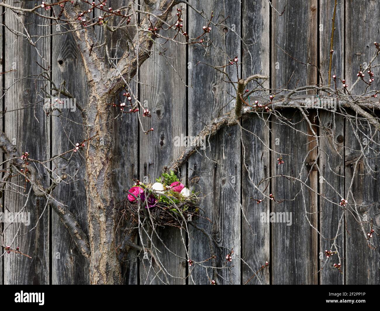 Panier de Pâques avec oeuf de Pâques et ranunculus dans le trelis fruits devant le mur de la grange Banque D'Images