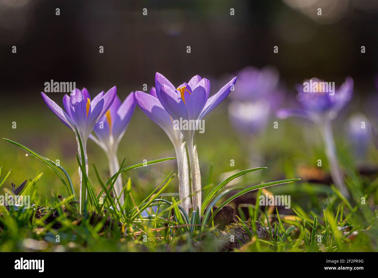 Crocus dans le rétroéclairage Banque D'Images