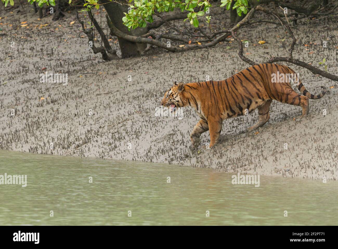 Tigre du Bengale mâle adulte dominant s'arrachant et marchant le long du vasière vers l'eau dans le canal de la réserve de tigres de Sundarban, Bengale occidental, Inde Banque D'Images