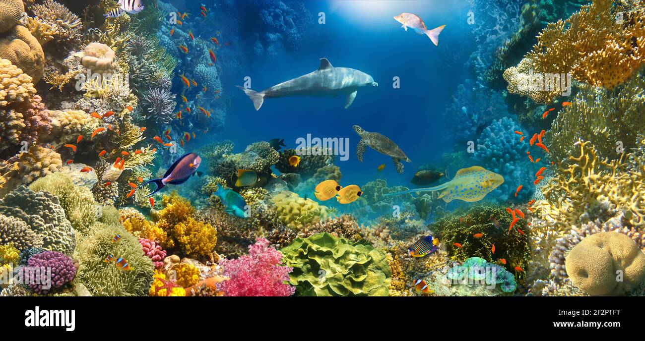 arrière-plan du paradis sous-marin - corail faune sauvage faune collage avec tortue de mer et fond de poisson coloré Banque D'Images