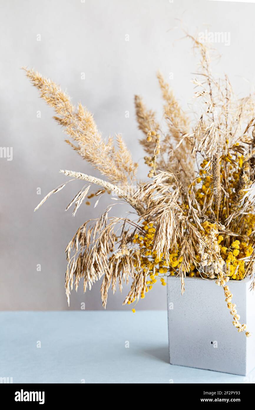 Herbe de pampas dans un vase géométrique en béton. Une durée de vie minimale avec des pointes de champ sec sur un arrière-plan léger. Le décor d'un moderne, écologique, c Banque D'Images