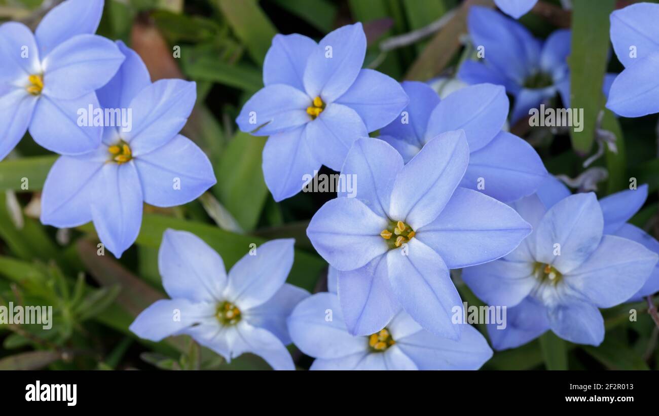 Focus sélectif de Springstar dans Bloom Banque D'Images