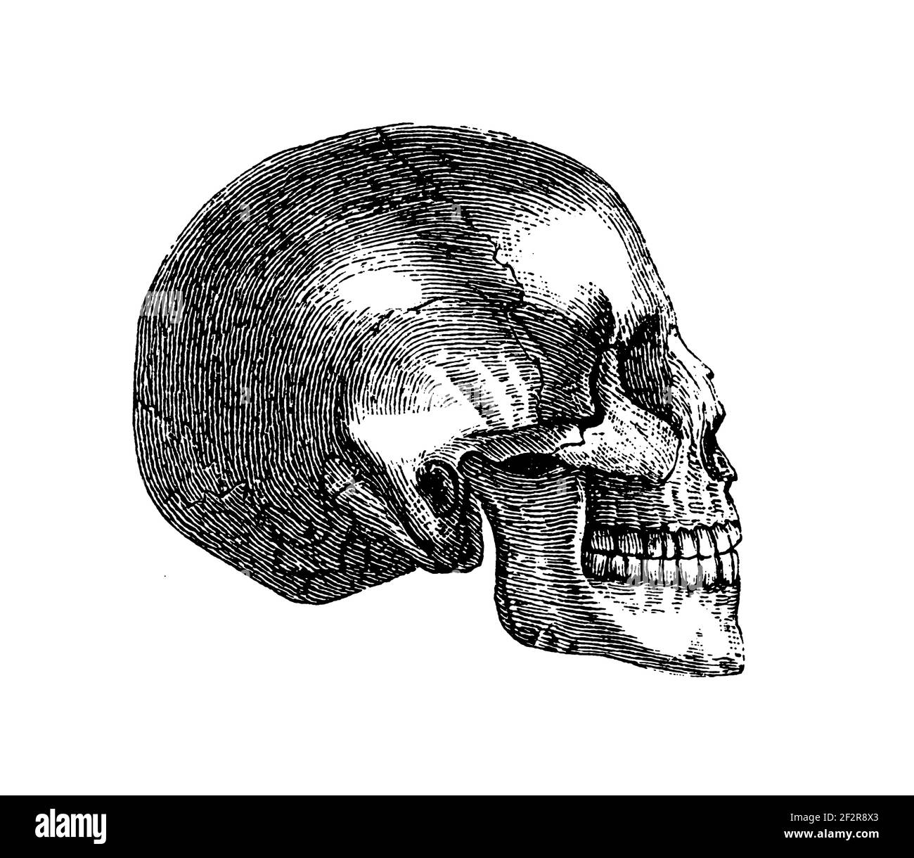 Illustration du XIXe siècle des crânes égyptiens. Gravure publiée dans Systematischer Bilder-Atlas zum conversations-Lexikon, Ikonographische Encyklopae Banque D'Images