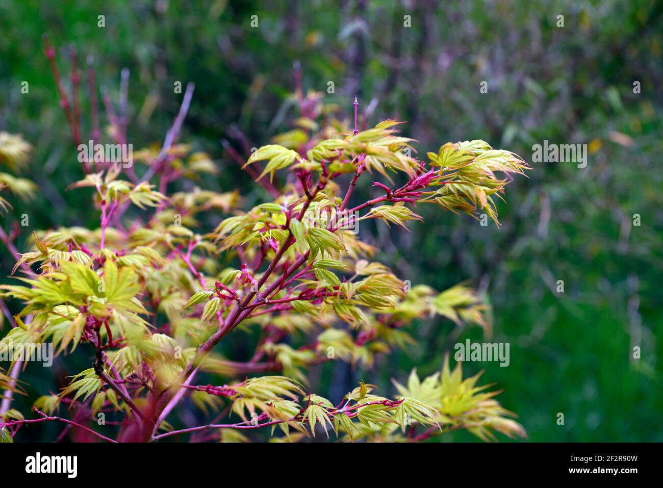 Acer japonicum Aconitifolium,érable pleine lune,feuilles de printemps,feuillage de printemps,nouvelle croissance,ailé vert rouge feuilles,feuillage vert,feuilles,érable japonais,acers Banque D'Images