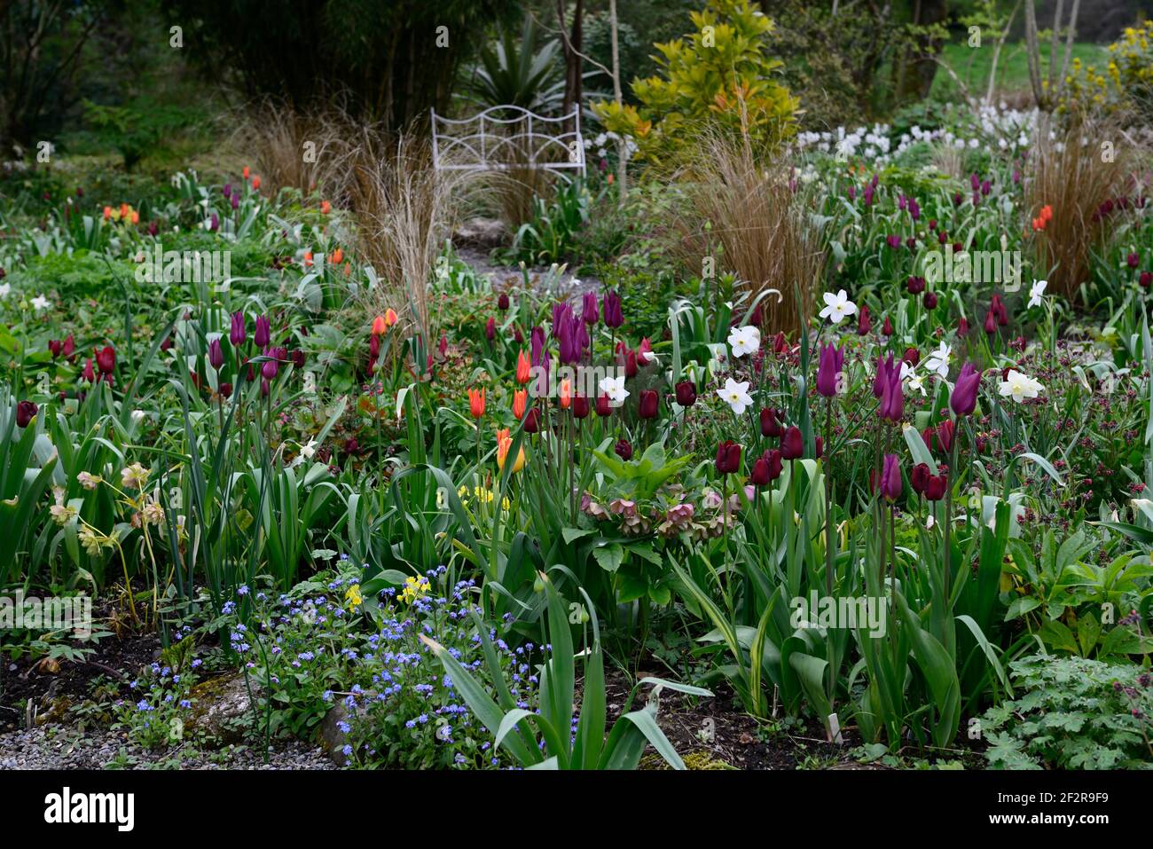 narcissus poeticus glace polaire,tulipa bordeaux,tulipa jan reus,tulipa orange ballerina,tulipe,tulipes,plantation mixte schéma,bordure mixte,ressort dans le guar Banque D'Images