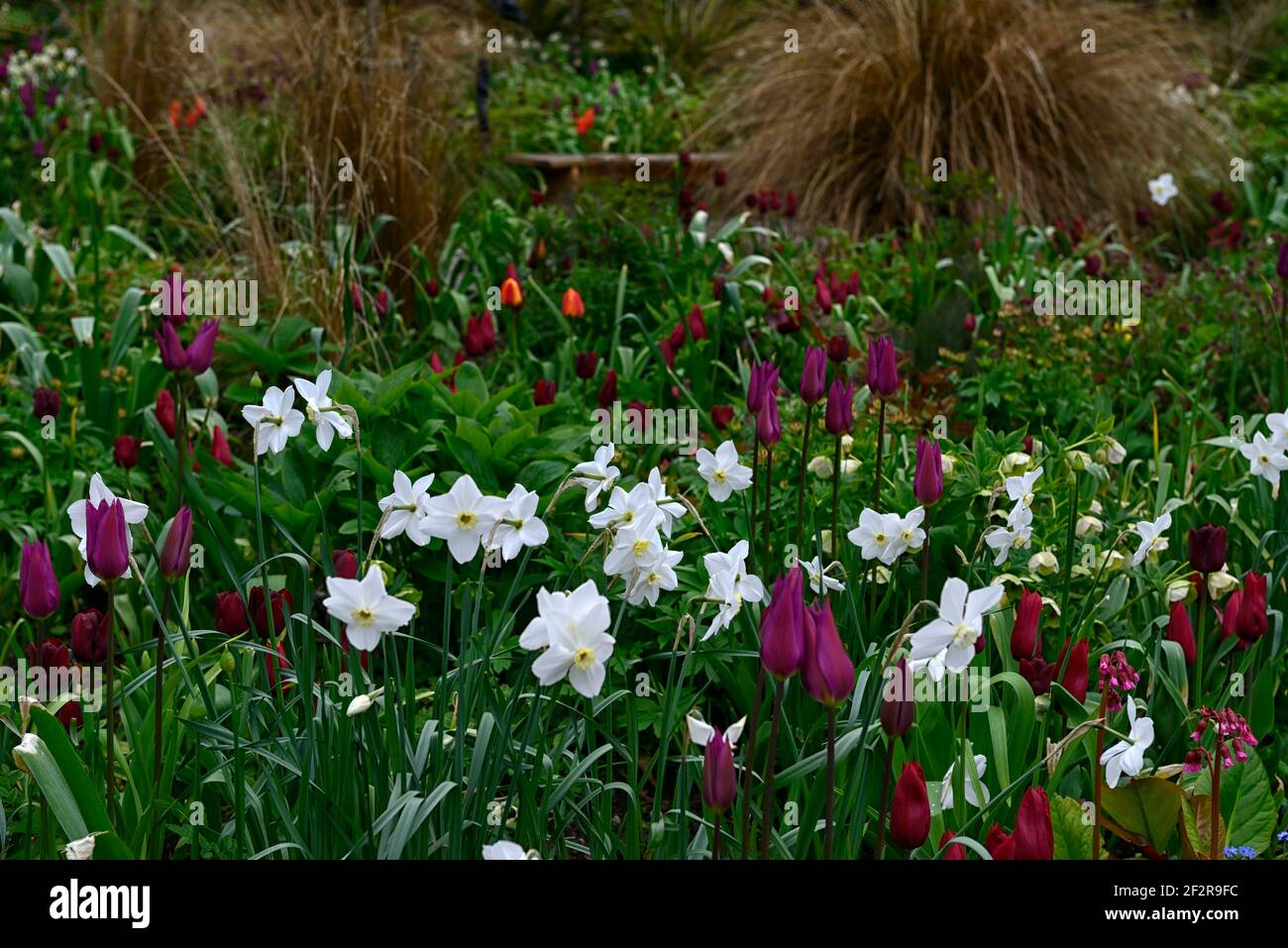 narcissus poeticus glace polaire,tulipa bordeaux,tulipa jan reus,tulipe,tulipes,programme de plantation mixte,frontière mixte,printemps dans le jardin, rouge blanc et violet Banque D'Images