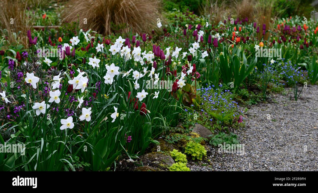 narcissus poeticus glace polaire,tulipa bordeaux,tulipa jan reus,tulipe,tulipes,programme de plantation mixte,frontière mixte,printemps dans le jardin, rouge blanc et violet Banque D'Images