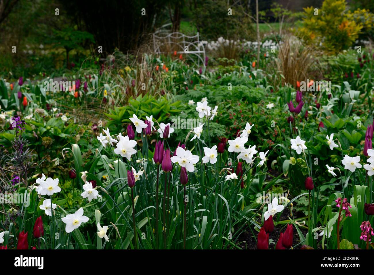 glace polaire narcisse,tulipa bordeaux,tulipa jan reus,tulipe,tulipes,programme de plantation mixte,bordure mixte,printemps dans le jardin,fleurs rouges blanches et violettes, Banque D'Images