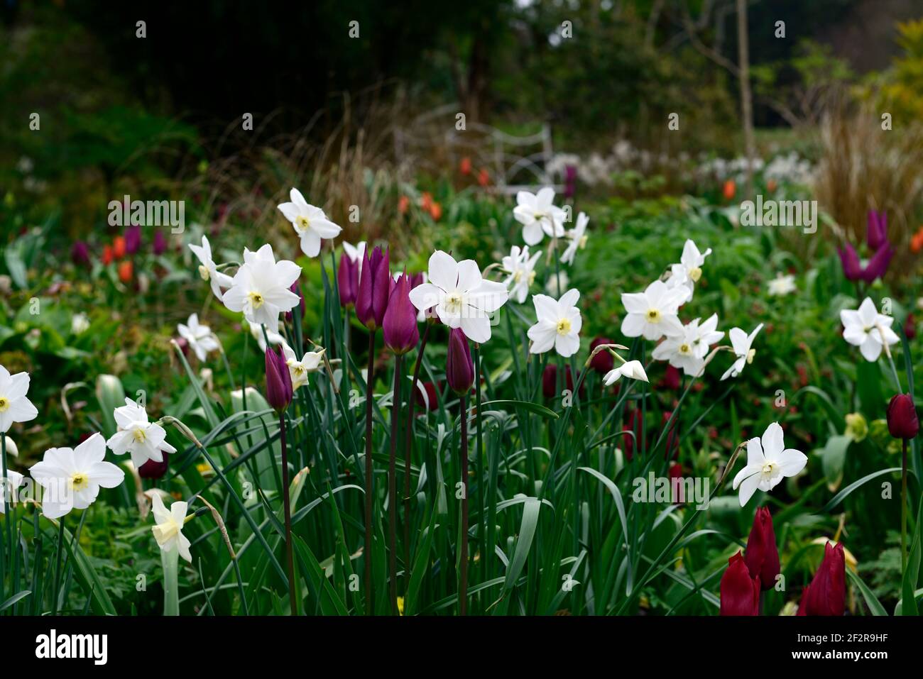 glace polaire narcisse,tulipa bordeaux,tulipa jan reus,tulipe,tulipes,programme de plantation mixte,bordure mixte,printemps dans le jardin,fleurs rouges blanches et violettes, Banque D'Images