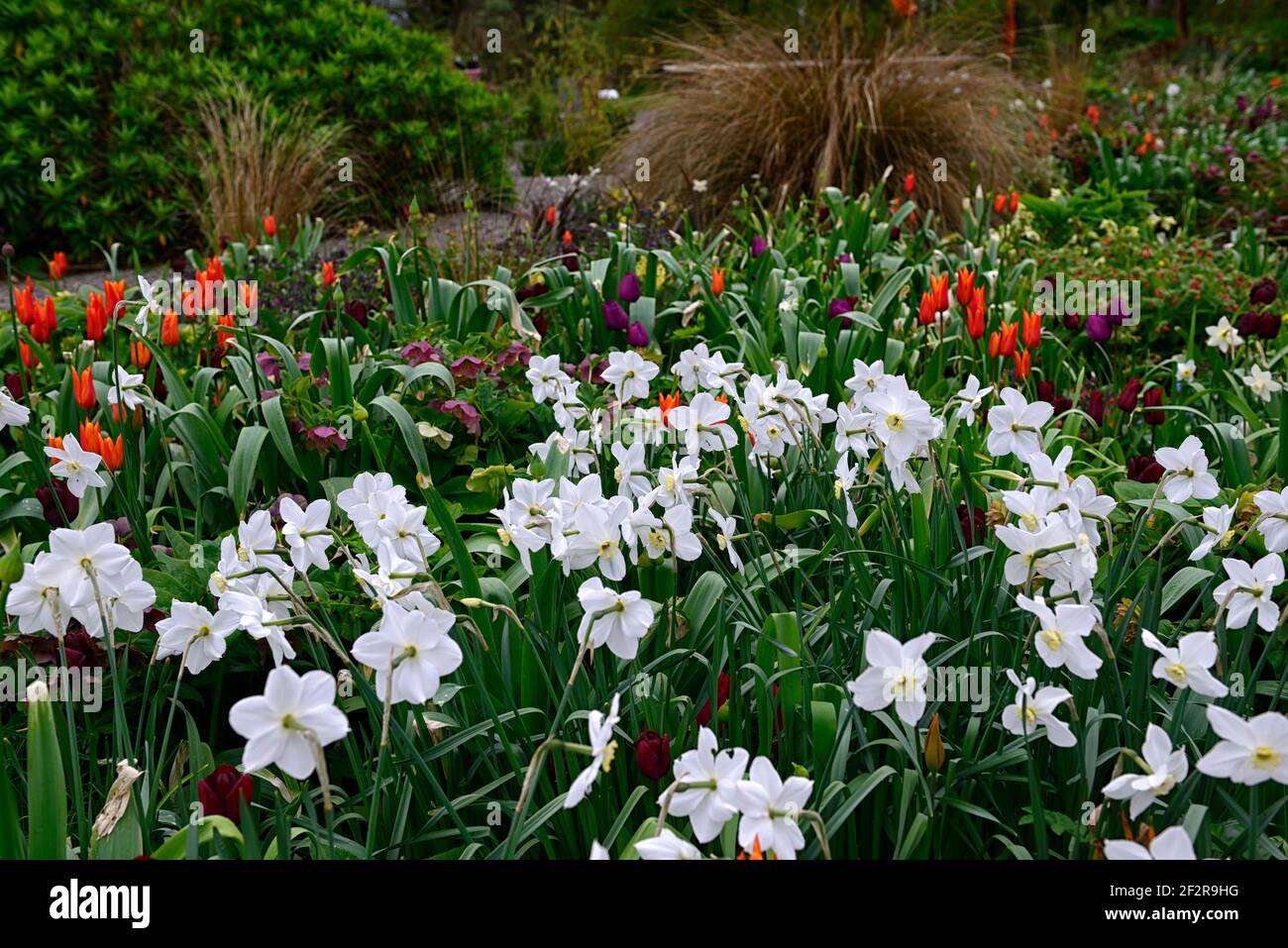 glace polaire narcisse,tulipa recreido,tulipa amour durable,tulipa orange ballerina,allium,alliums,tulipe,tulipes,mélange de plantation,mixte bordure,ressort Banque D'Images