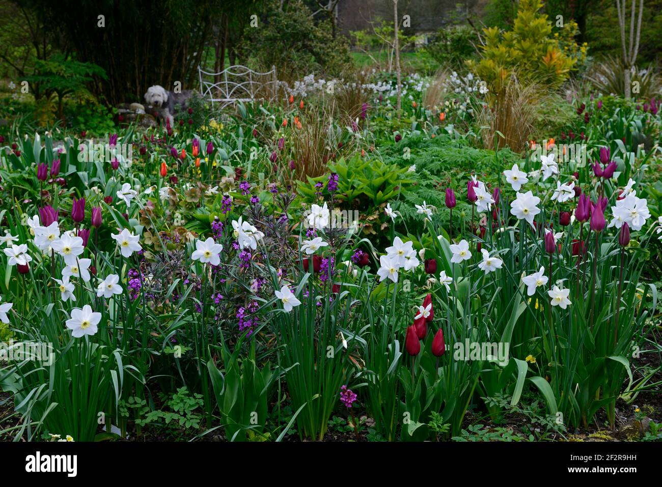 narcissus poeticus glace polaire,tulipa bordeaux,tulipa jan reus,tulipa orange ballerina,tulipe,tulipes,plantation mixte schéma,bordure mixte,ressort dans le guar Banque D'Images