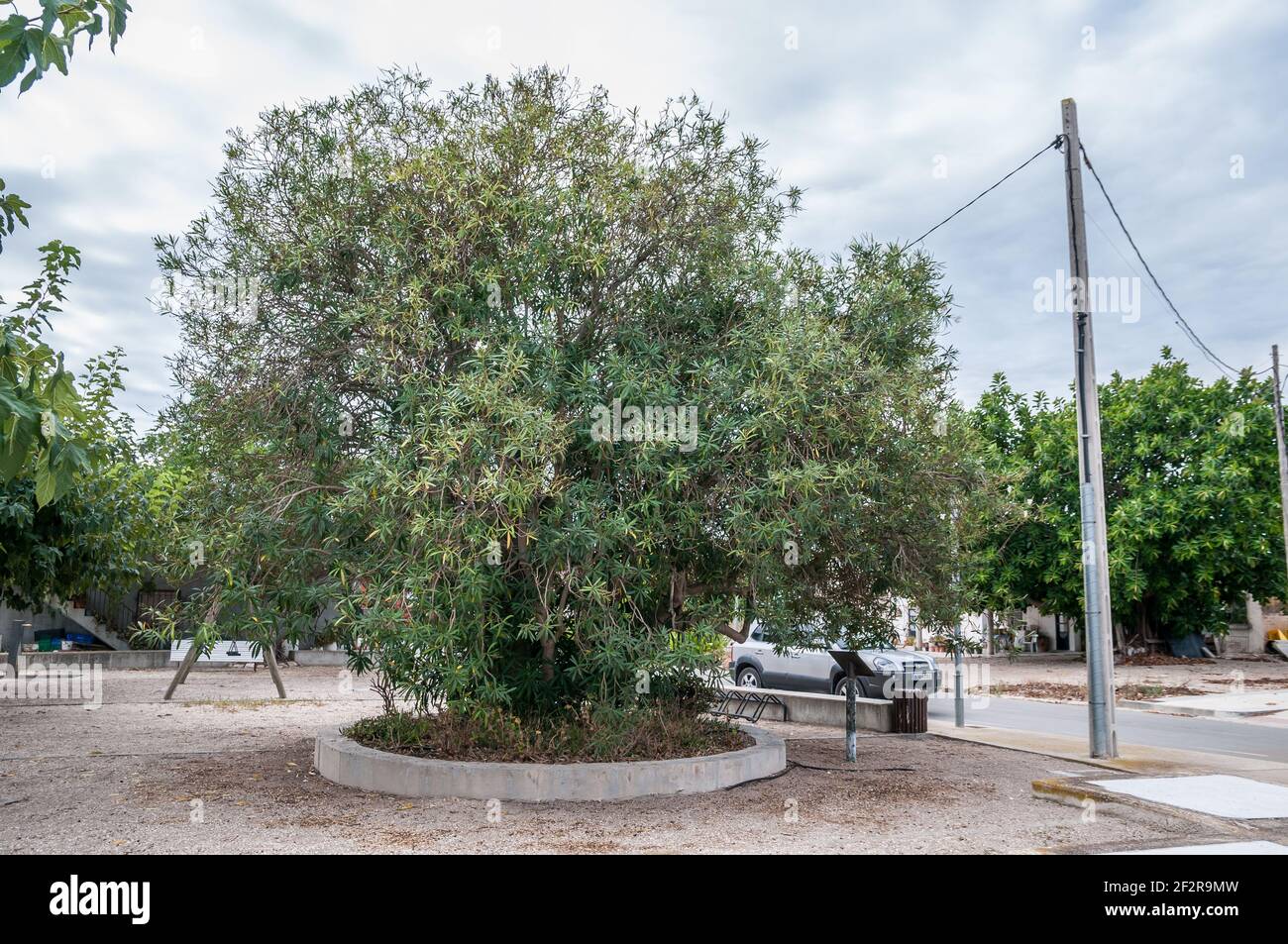 nerium, oléandeur, arbre monumental, oléandeur de Nerium, appelé Baladre de Balada Banque D'Images