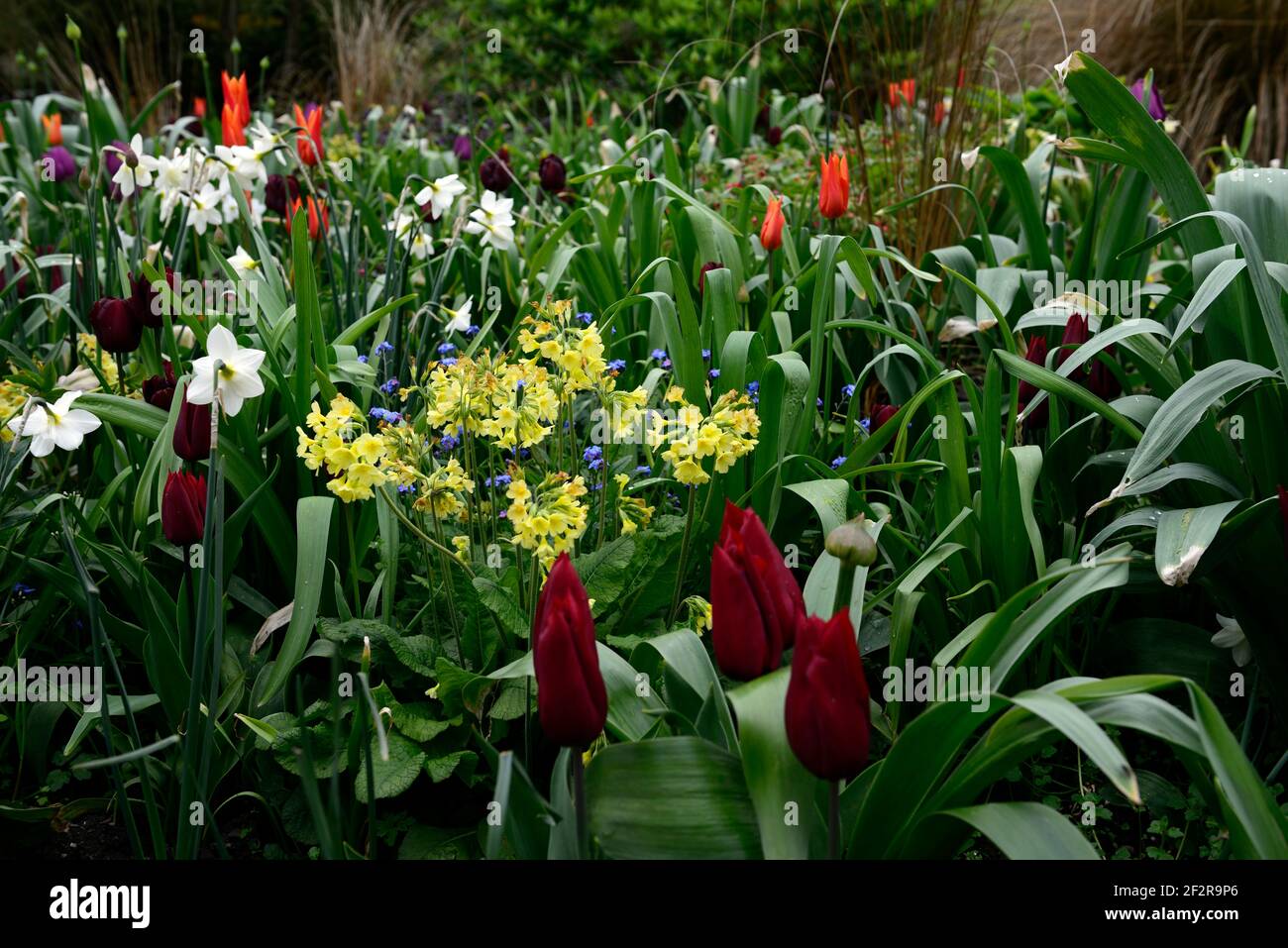 primula elatior,narcisse glace polaire,tulipa recreido,tulipa amour durable,tulipa orange ballerina,allium,alliums,tulipe,tulipes,plantation mixte schéma,mixte Banque D'Images