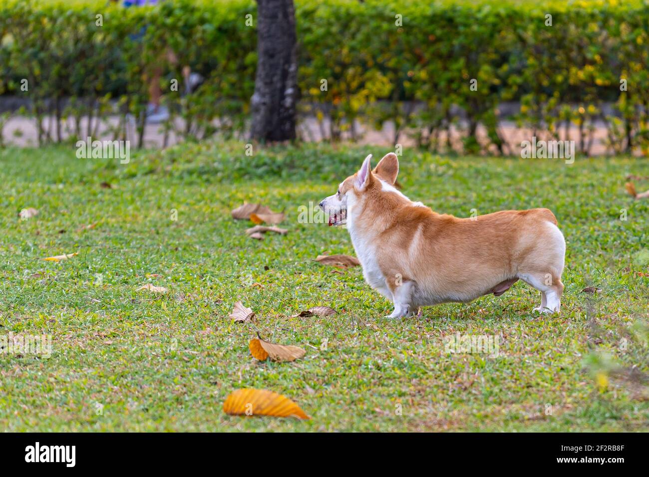 Photo SideView du chien Corgi gallois de Pembrokeshire Banque D'Images