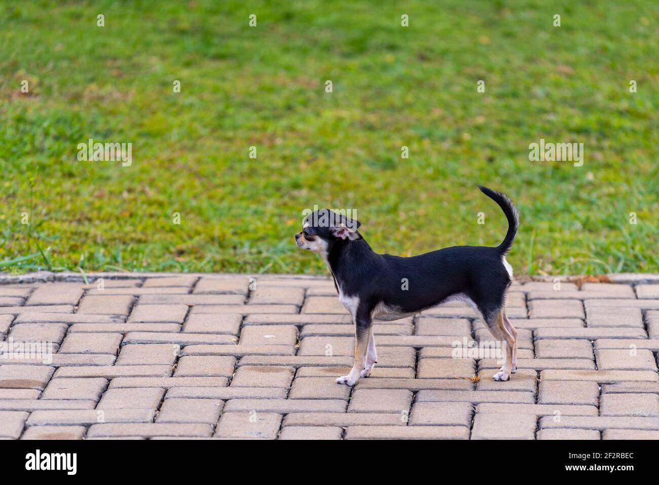 Photo SideView du chien chihuahua noir sur fond d'herbe verte Banque D'Images