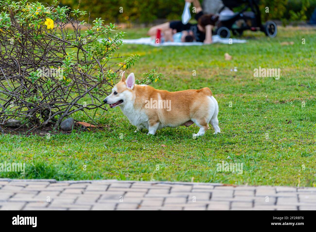 Adorable chien de Corgi gallois jouant au parc Banque D'Images
