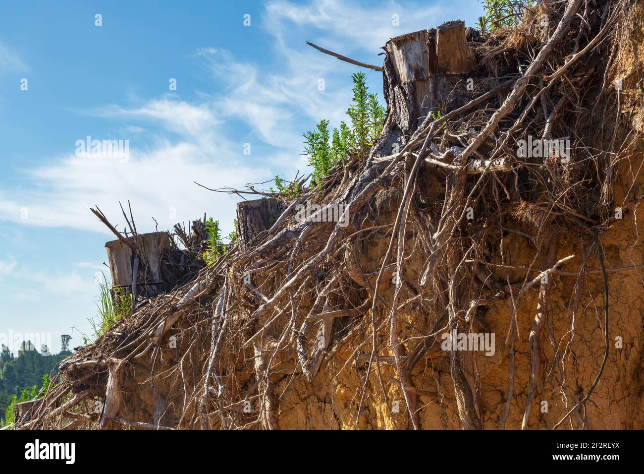 Les souches et les racines des arbres morts restant après un la forêt a été enregistrée Banque D'Images