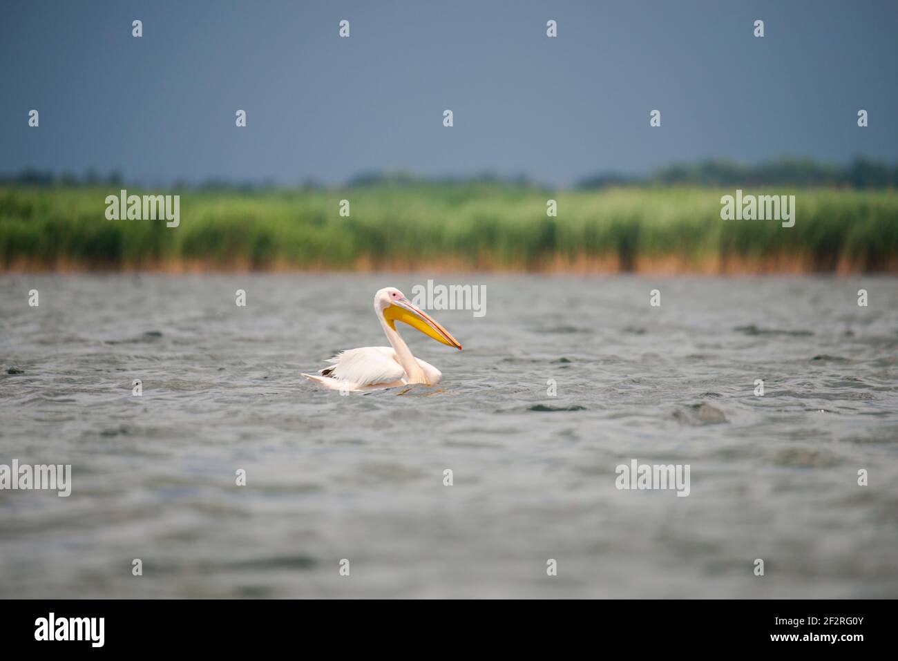 Magnifique pélican dans le delta du Danube, Roumanie Banque D'Images