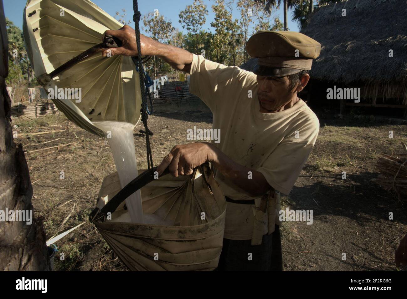 Andreas Mooy versant de la sève de palmier dans un bol en feuilles de palmier longues dans le village d'Oehandi, île de Rote, Nusa Tenggara est, Indonésie. Les sips seront plus tard bouillis pour faire du sucre de palme, une autre source de revenu pour les communautés vivant dans l'île. Banque D'Images