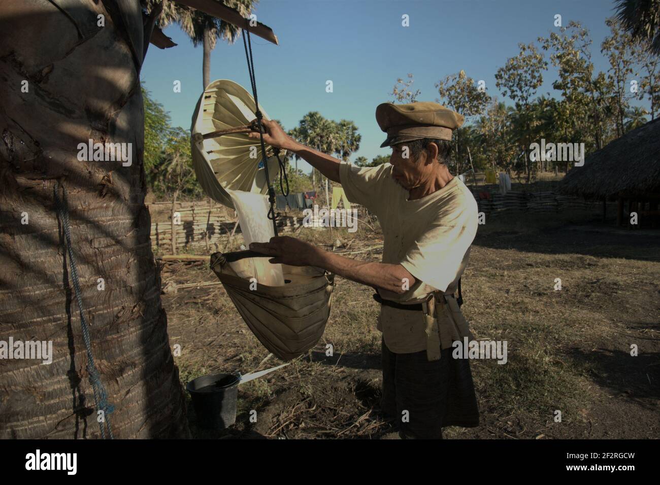 Andreas Mooy versant de la sève de palmier dans un bol en feuilles de palmier longues dans le village d'Oehandi, île de Rote, Nusa Tenggara est, Indonésie. Les sips seront plus tard bouillis pour faire du sucre de palme, une autre source de revenu pour les communautés vivant dans l'île. Banque D'Images