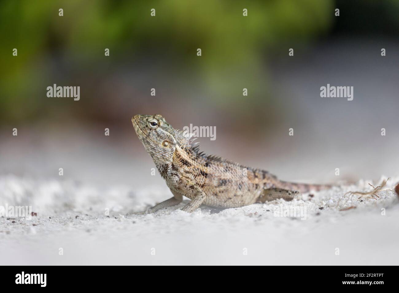 Jardin oriental Lizard; calotes versicolor; Maldives Banque D'Images