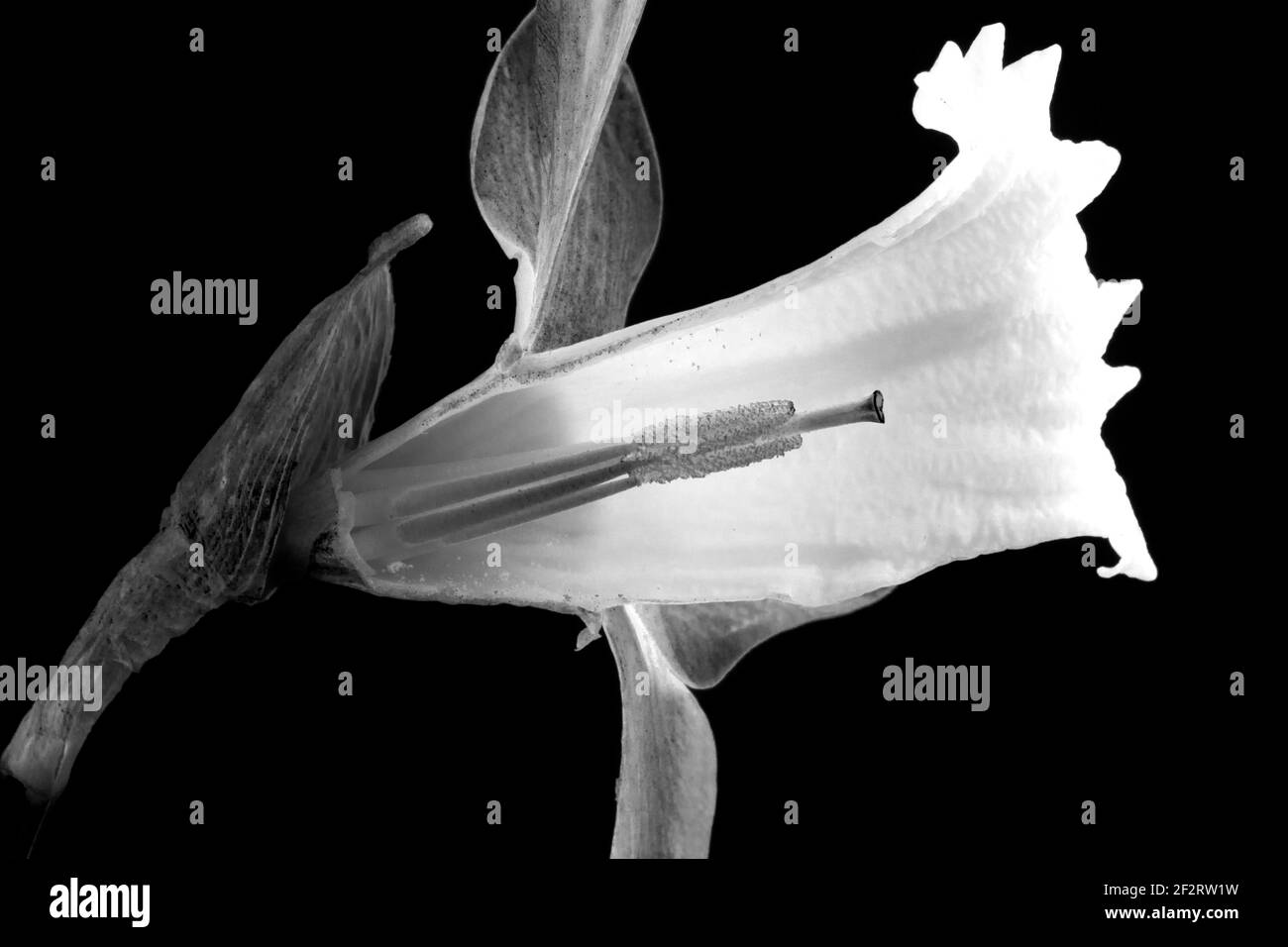 Ouvrir la fleur de la trompette de Daffodil a exposé les étamines et les anthères des parties reproductrices des plantes. Les abeilles Bumble sont des pollinisateurs courants Banque D'Images