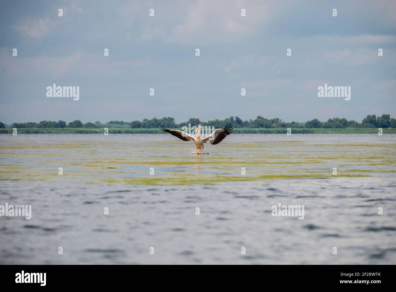 Oiseaux sauvages dans le delta du Danube, Roumanie Banque D'Images