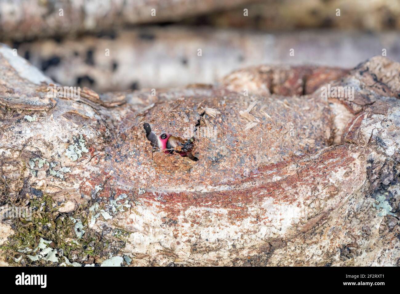 Puss Moth ; Cerura Vinula ; larva spinning Cocoon ; Royaume-Uni Banque D'Images