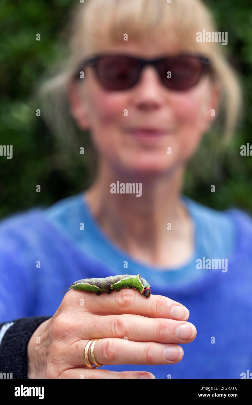 Muss Moth larva ; Cerura Vinula ; sur la main de la femme ; Royaume-Uni Banque D'Images