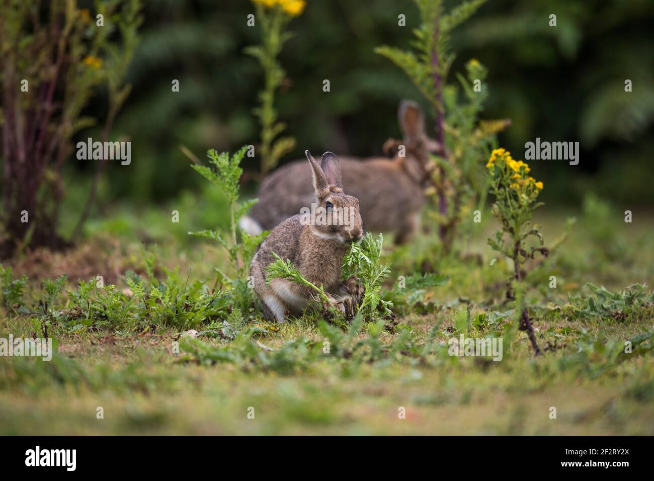 Rabbit Eating Ragwort ; Oryctolagus cuniculus ; été ; Royaume-Uni Banque D'Images