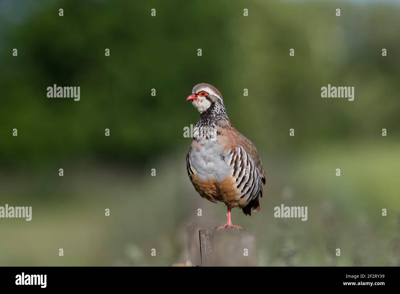 Partridge à pattes rouges ; Alectoris rufa ; debout sur Fence Post ; Royaume-Uni Banque D'Images