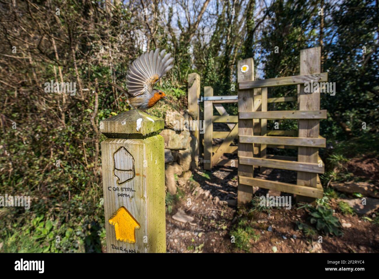 Robin; erithacus rubecula; on Coastal Footpath Post; Cornwall; Royaume-Uni Banque D'Images