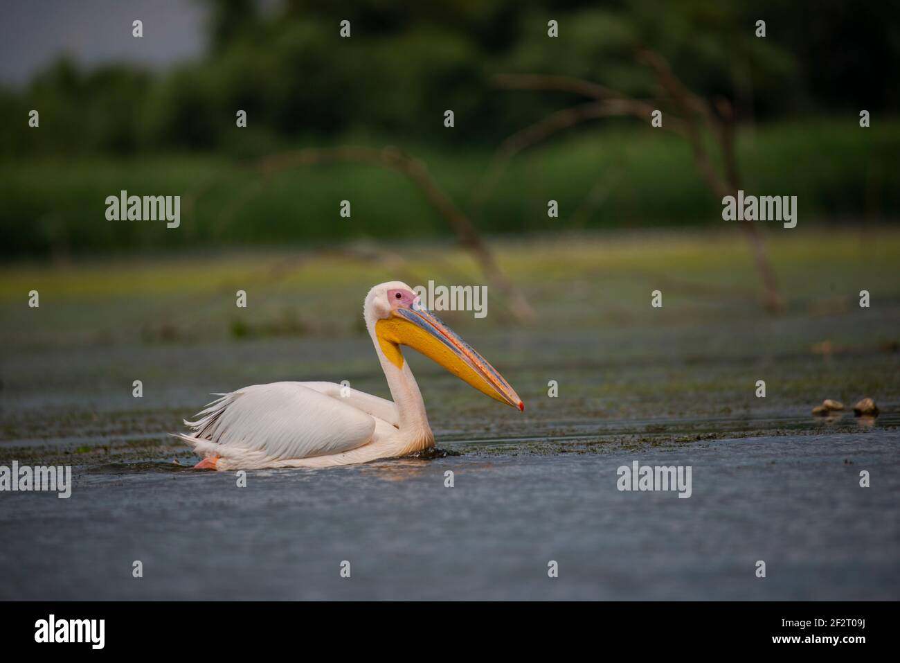 Oiseaux sauvages dans le delta du Danube, Roumanie Banque D'Images