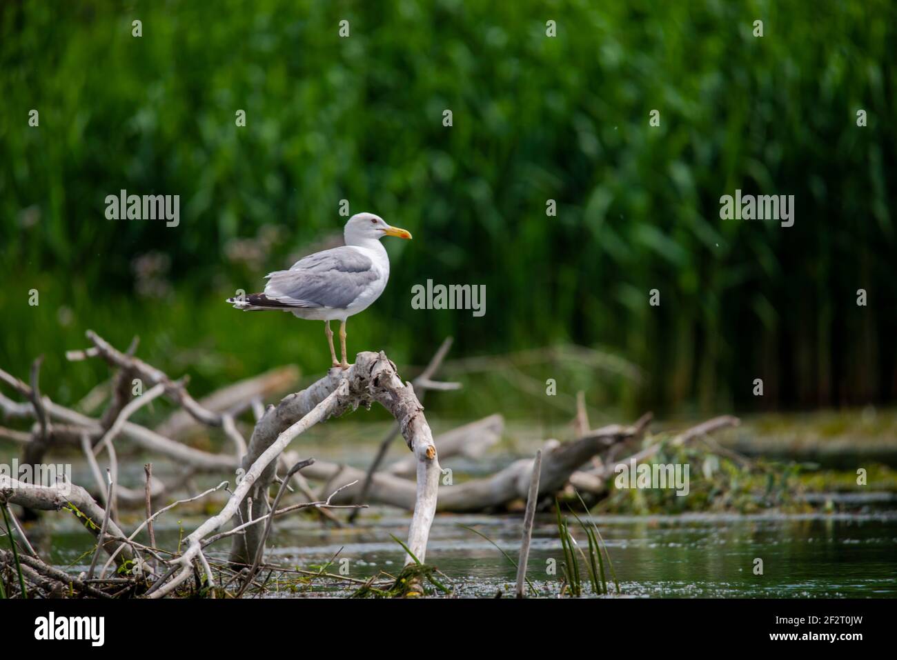 Oiseaux sauvages dans le delta du Danube, Roumanie Banque D'Images