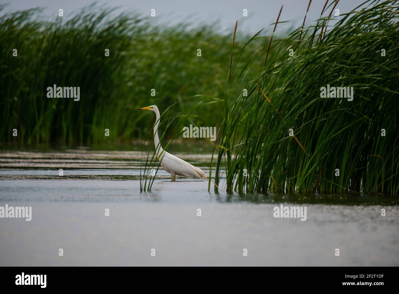 Oiseaux sauvages dans le delta du Danube, Roumanie Banque D'Images