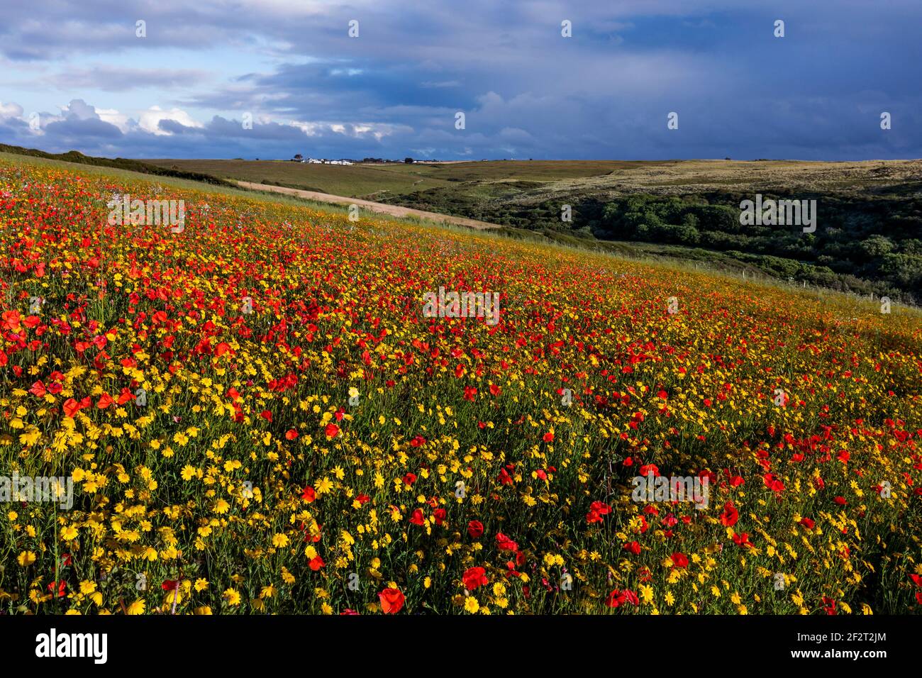 West Pentire; Marigolds de maïs et coquelicots en fleurs; été; Cornwall; Royaume-Uni Banque D'Images