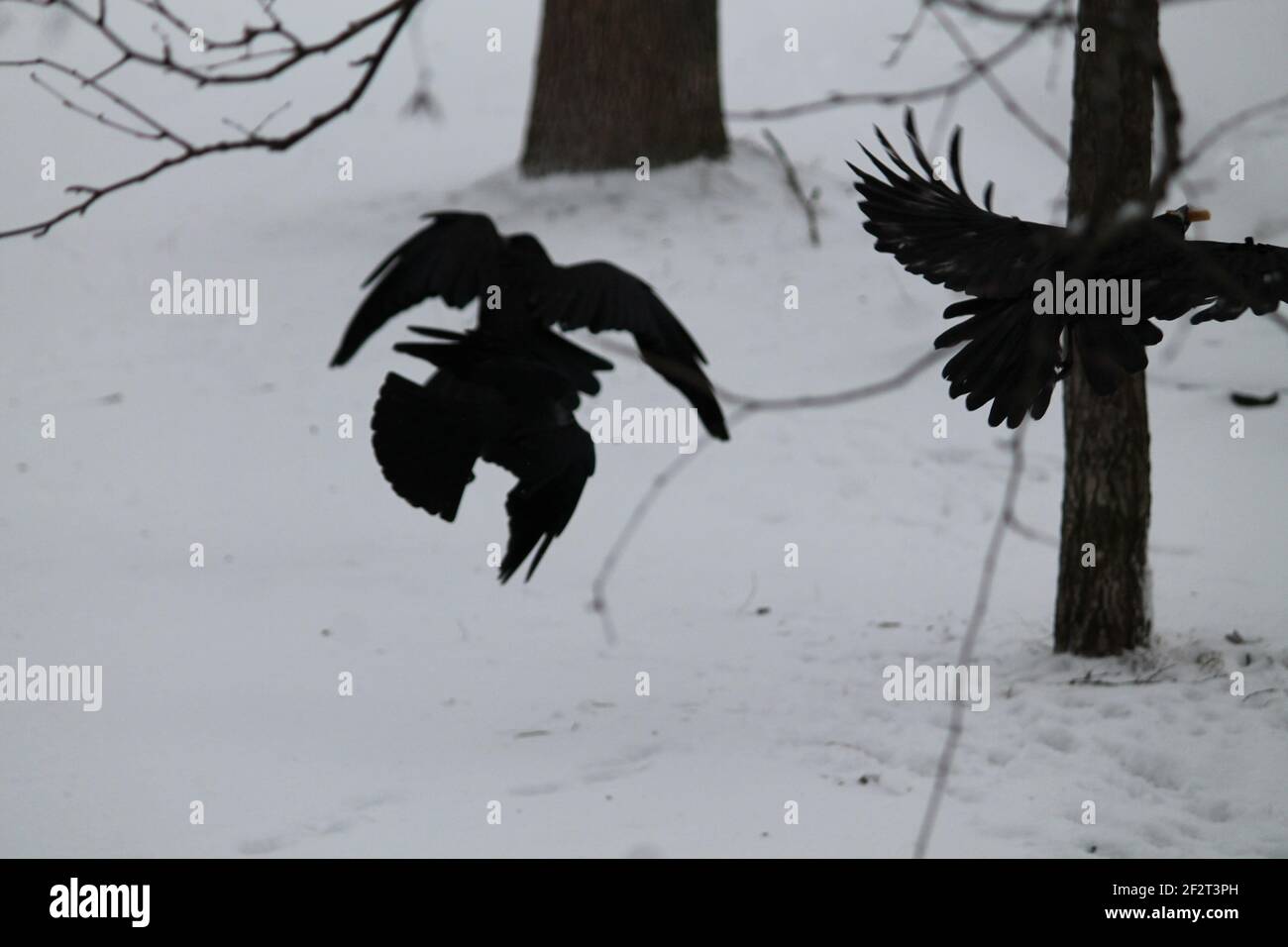 noir grand jeu de corbeau sur la neige en hiver froid jour Banque D'Images